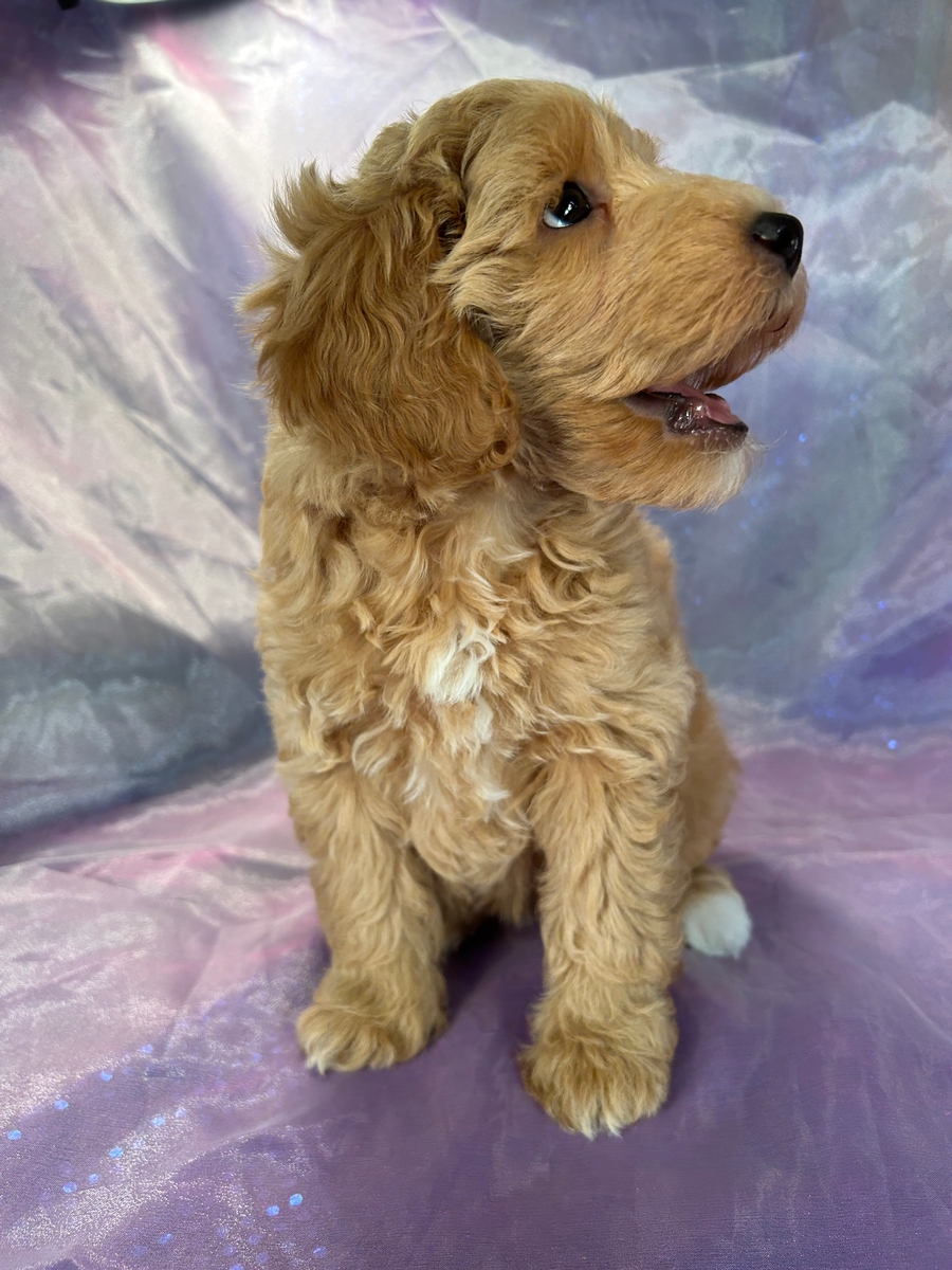 Female F1b Miniature Schnoodle Puppy for Sale DOB 8-30-2023 $1200